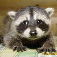 urbanranger - steam id 76561197970977838