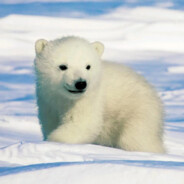 外卖我只吃淘宝闪购