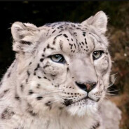 理塘吉祥物 雪豹