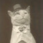 The Hatted Cat