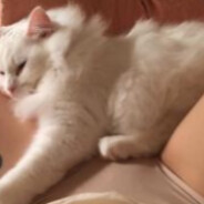 tatlış bir lâ rαí