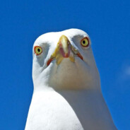 Seagull