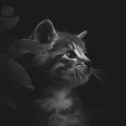 昏昏欲睡的夜猫