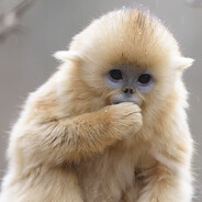 monke