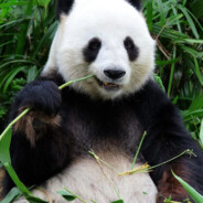 BOT-panda - steam id 76561197962477463