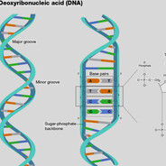 Deoxyribose Nucleic Acid