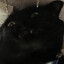 BlackCat213