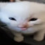 Myau