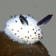 carlosbatistamota344