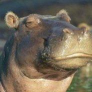 Dwilark Tribesman - steam id 76561197961361137