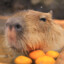 Mango Capybara