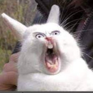 Little Bunny avatar