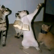 Sgt. Cheese wizard™ the 20th