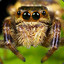 Salticidae Araneomorphae