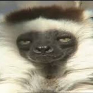 ДАНИЛ СИФАК