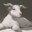 NoGoat