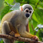 Brazilian Monkey