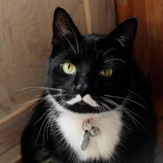 约瑟夫·维萨里奥诺维奇