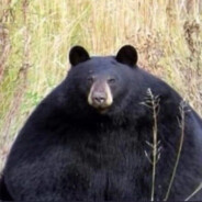 電子煙假，尼古丁真