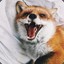 _Foxy_🦊