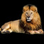 The Lion