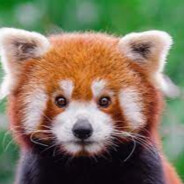 Red Panda Cult Leader