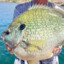 31 lb longear sunfish