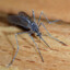 Minguito Mosquito