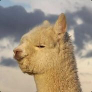 Avatar snapshot