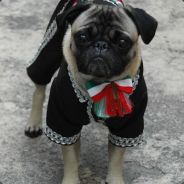JoseThePug