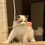 嗨尼