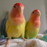 大炮开兮轰他娘