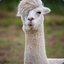 Wilfred the Llama