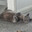 Chonk