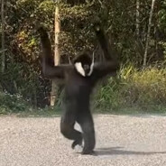wazamaza avatar