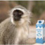 MonkeyMilk