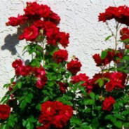 能力越小，责任越小