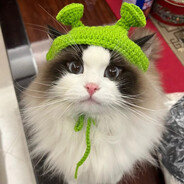 我睡觉的时候不困