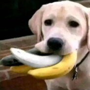 汪汪队一口三坤