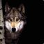 WolfMan-