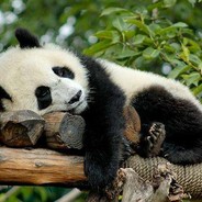 五剑吊机剑中魂