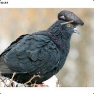 САСИТЕ ЗА СЕМКИ