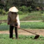 Thirsty Rice Farmer