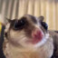 happy raccoon