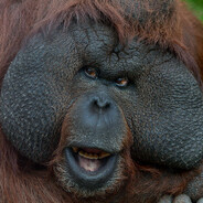 PoInT OrAnGuTaN Steam avatar