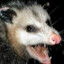 possum