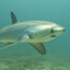 tiburon