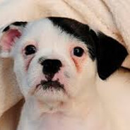 Dogler