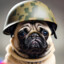 MilitaryPug