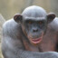 BonoboboGocho